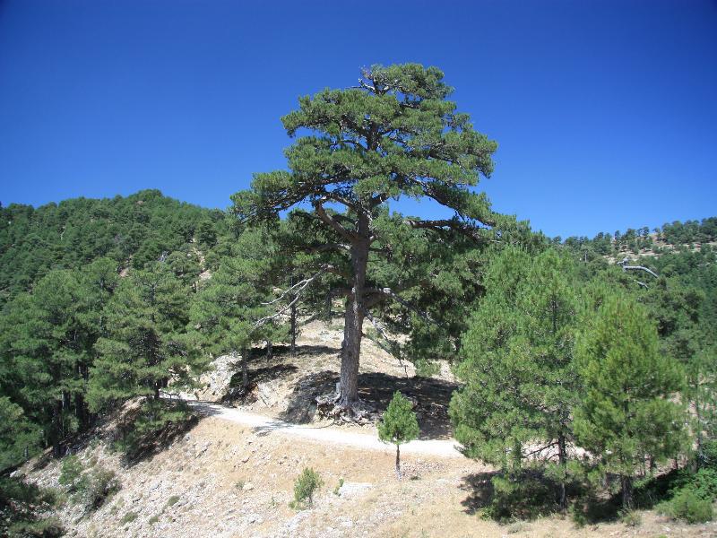Apartamentos Rurales Campillo Arroyo Frio Eksteriør billede